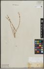 Foto von Salix purpurea L.